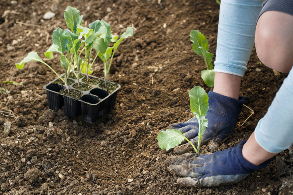 How to Grow Cauliflower: A Gardener's Guide to Bountiful Harvests