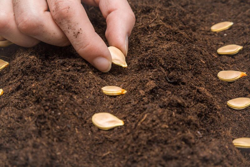 How to Grow Pumpkins: Tips for a Bountiful Harvest