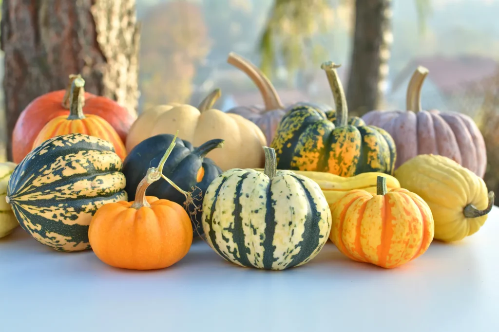 How to Grow Pumpkins: Tips for a Bountiful Harvest